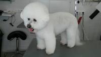 Bichon Frisée